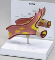 Artery Pharmaceutical and Anatomical Model Gifts